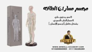 مجسم مسارات الطاقة الحيوية